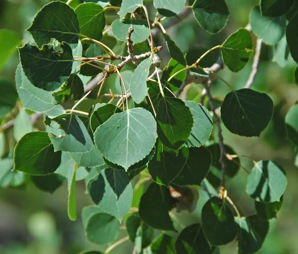 Foto de Populus tremuloides - Leaves:St. John