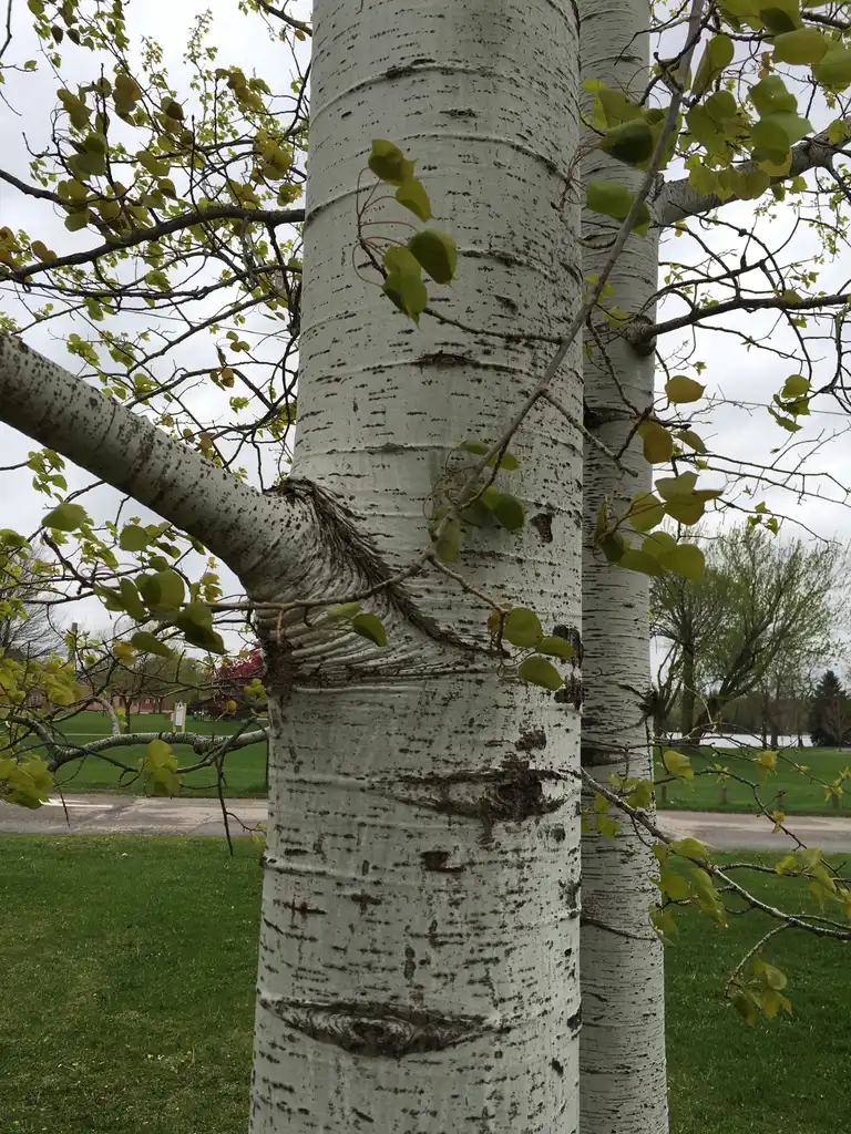 Foto de Populus tremuloides - Bark:djfoley