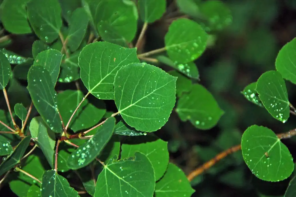 Foto de Populus tremuloides - Leaves close-up:James St. John