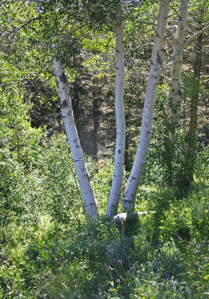 Foto de Populus tremuloides - Bark:Jane S. Richardson