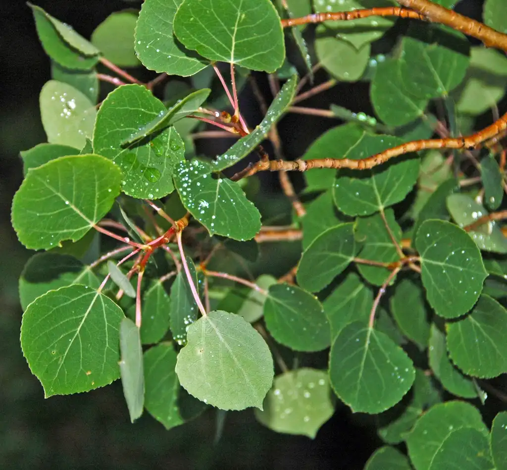 Foto de Populus tremuloides - Leaves and stem:James St. John