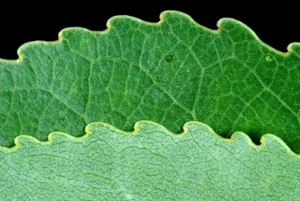 Фото Populus x acuminata (Populus x acuminatas)