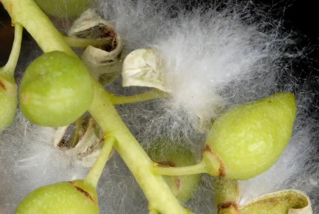 Фото Populus x acuminata (Populus x acuminatas)