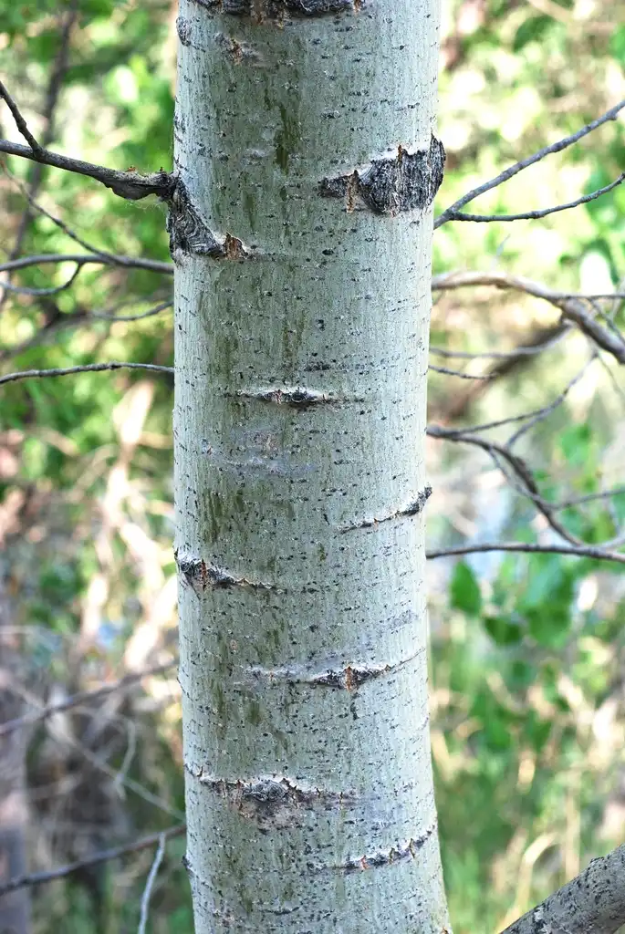 Фото Populus x acuminata - Branch bark (Fort Collins, CO)-Early Summer:Douglas Goldman, USDA
