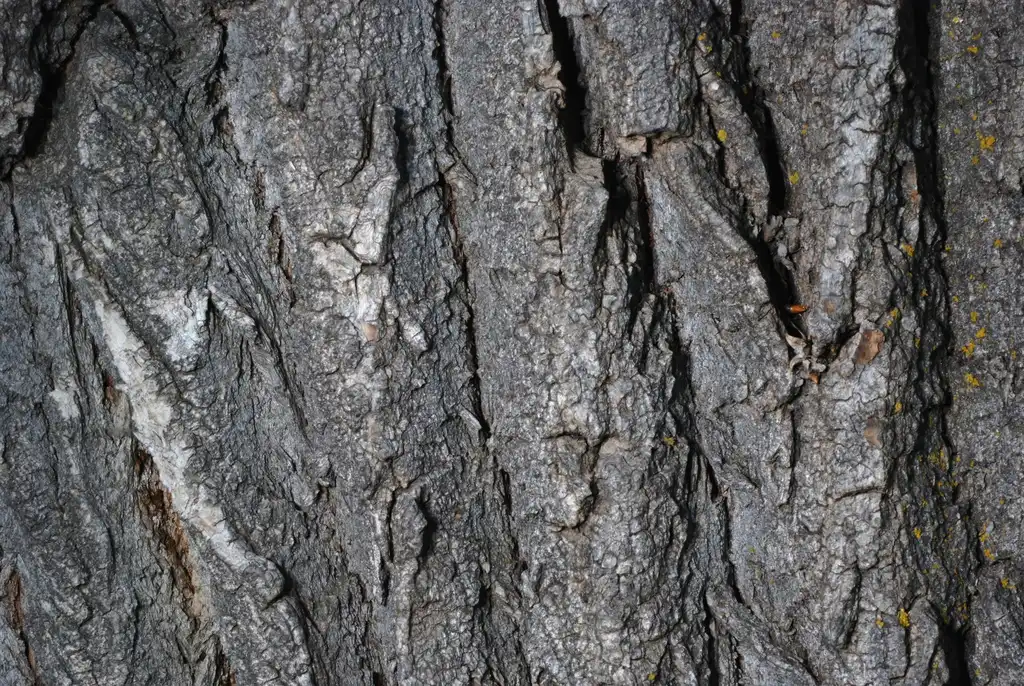 Фото Populus x acuminata - Bark with scales (Fort Collins, CO)-Early Summer:Douglas Goldman, USDA