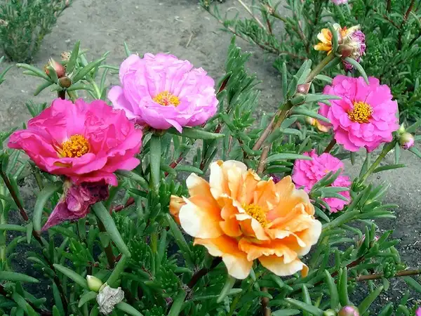 Фото Portulaca grandiflora (Portulaca grandifloras)
