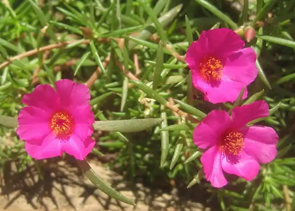 Фото Portulaca grandiflora - single flower:Photo by Ton Rulkens