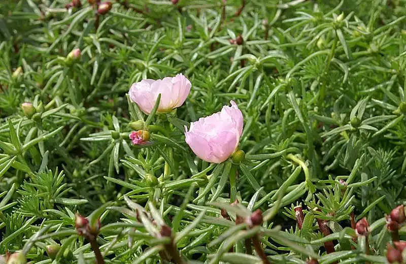 Фото Portulaca grandiflora - Leaves:David J. Stang