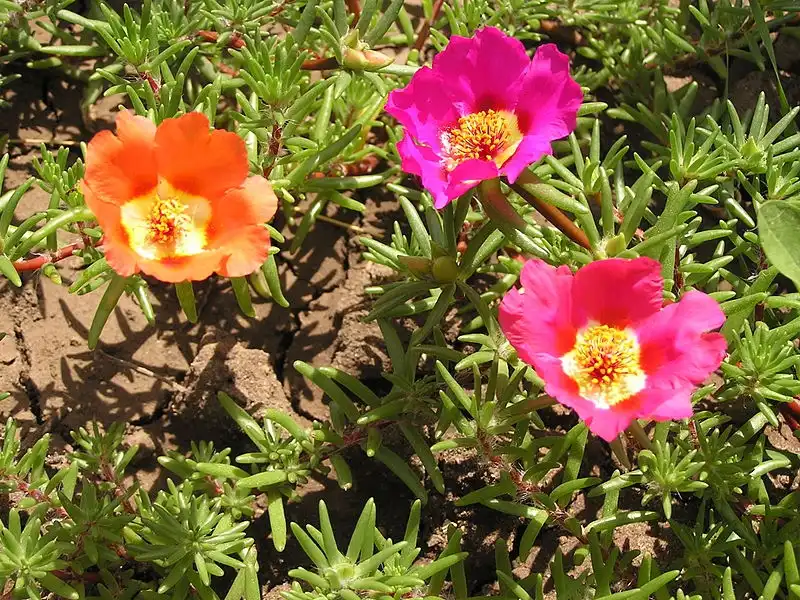 Фото Portulaca grandiflora - Flowers:Andrew Butko