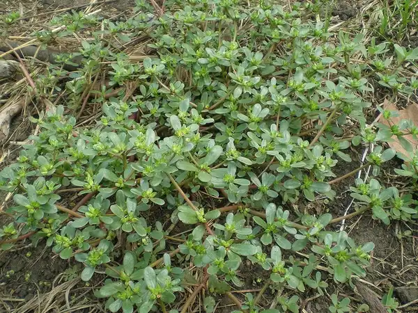 Foto de Portulaca oleracea (Portulaca oleraceas)