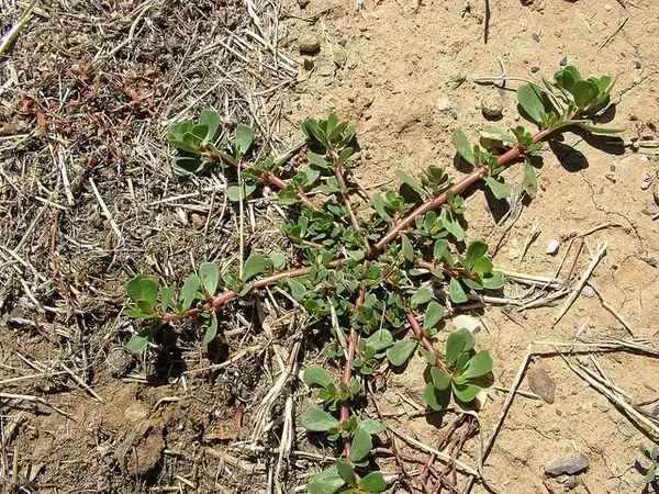 Foto de Portulaca oleracea (Portulaca oleraceas)