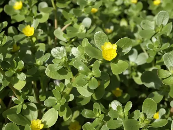 Foto de Portulaca oleracea - Flower in center of leaves:Scott Zona