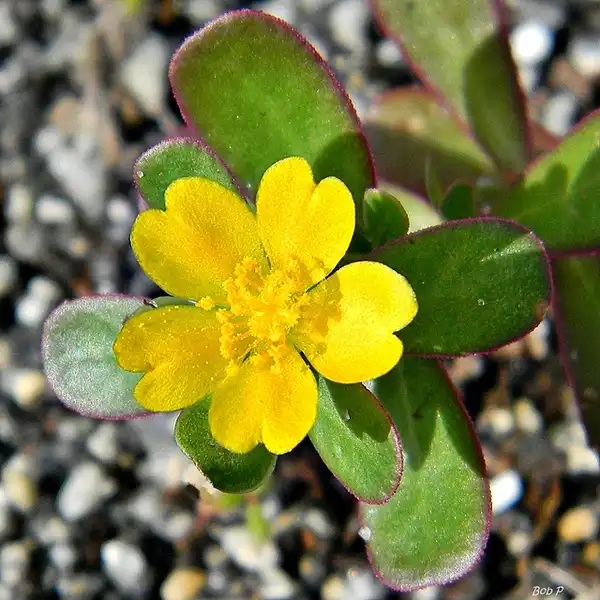 Foto de Portulaca oleracea - Close up of flower:Bob Peterson