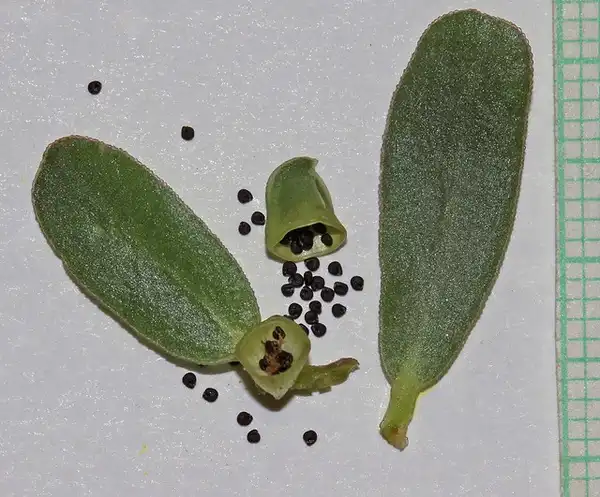 Foto de Portulaca oleracea - Seeds:Andrey Zharkikh