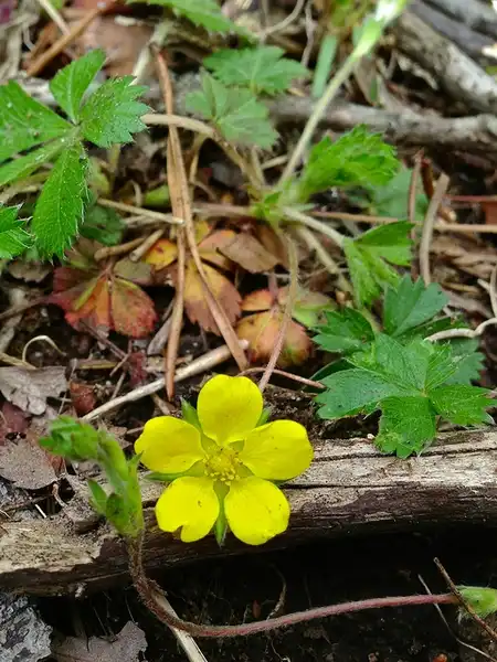 Фото Potentilla canadensis (Potentilla canadensiss)