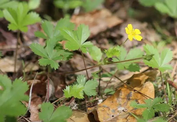 Фото Potentilla canadensis (Potentilla canadensiss)