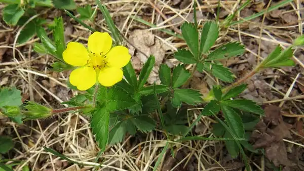 Фото Potentilla canadensis - Flower:Lindsey