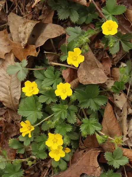 Фото Potentilla canadensis - Form:Phillip Bouchard