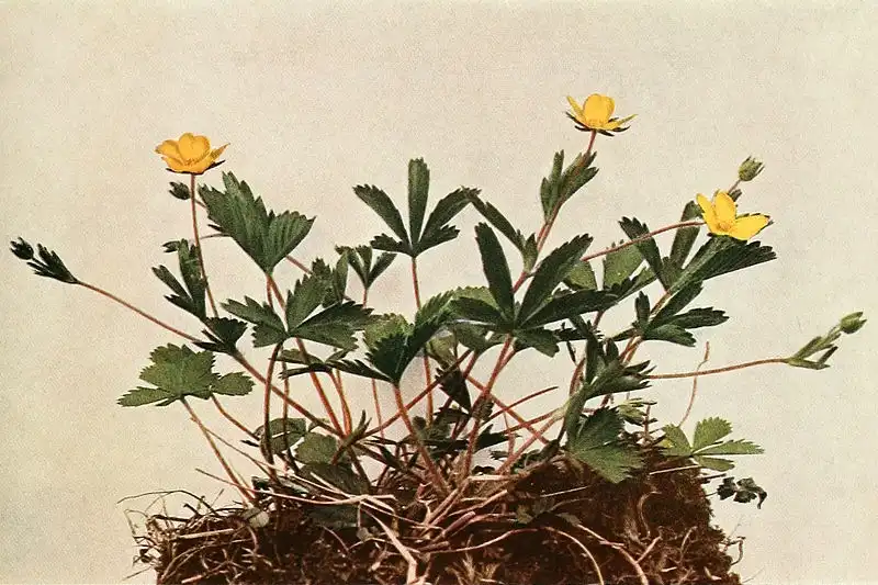 Фото Potentilla canadensis - Potentilla canadensis:Harold H. Snyder