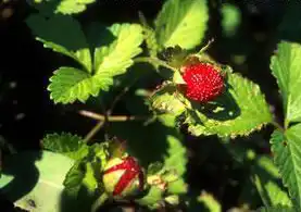 Foto de Potentilla indica (Potentilla indicas)