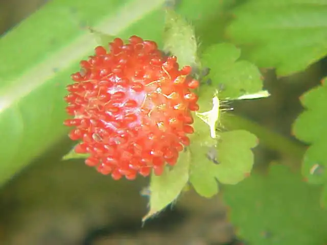Foto de Potentilla indica (Potentilla indicas)