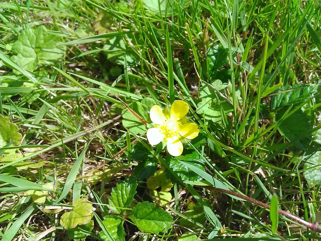 Foto de Potentilla indica - leaves and flower:Julien.leger83
