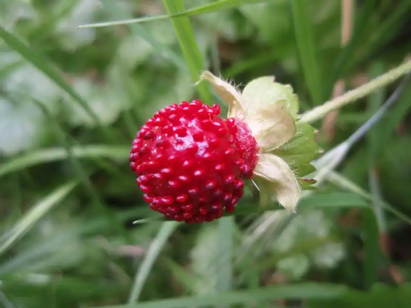 Foto de Potentilla indica - leaves and fruit:FloraTrek