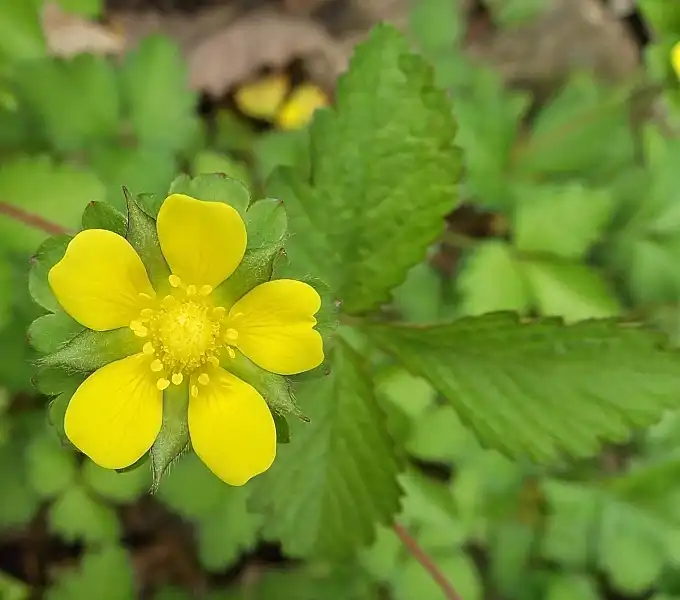 Foto de Potentilla indica - leaves and flower:Jay Sturner