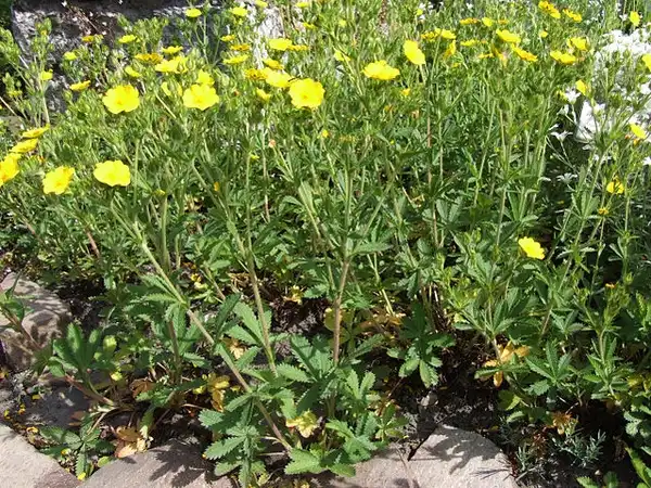 Foto de Potentilla recta (Potentilla rectas)