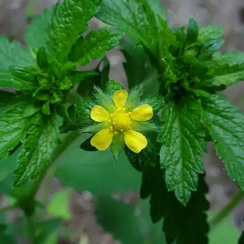Foto de Potentilla recta (Potentilla rectas)