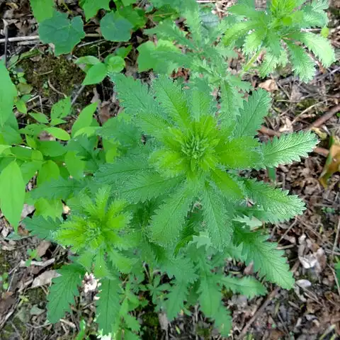 Foto de Potentilla recta - Leaves:Randy A. Nonemacher