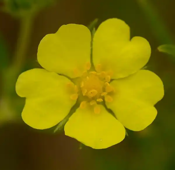 Foto de Potentilla recta - Flower close up:Joshua Mayer