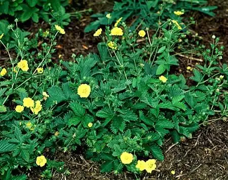 Photo of Potentilla x hybrida (Potentilla x hybridas)