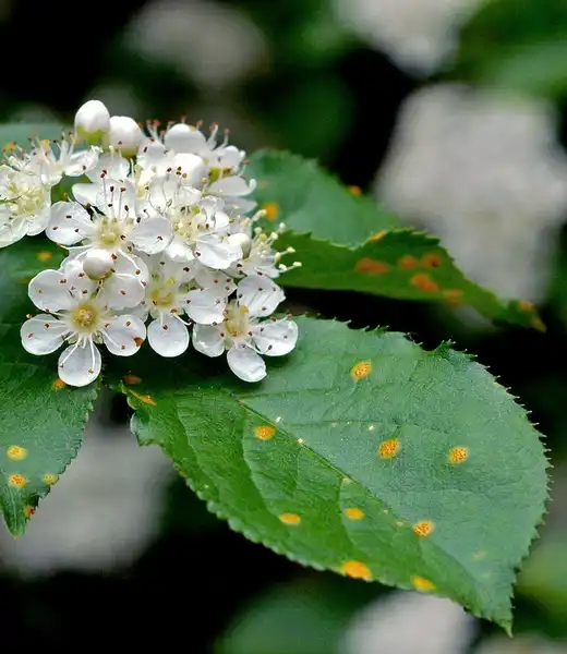 Фото Pourthiaea villosa (Pourthiaea villosas)