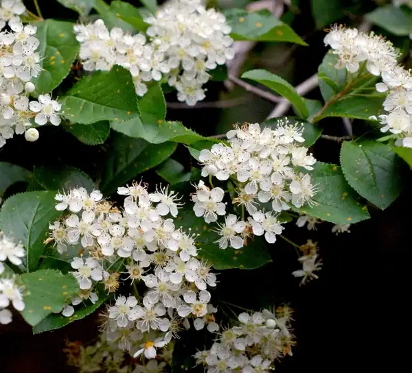 Фото Pourthiaea villosa (Pourthiaea villosas)