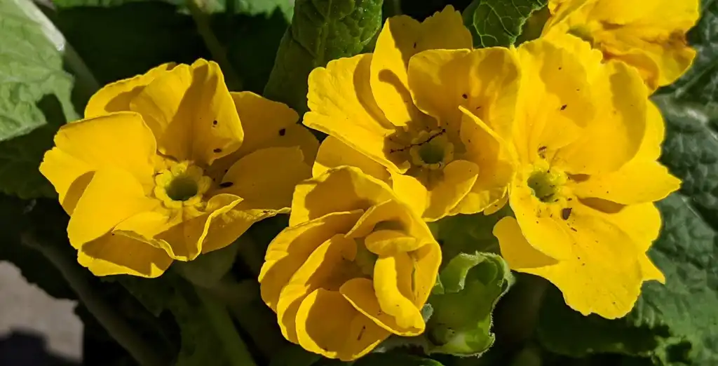 Foto de Primula elatior (Primula elatiors)
