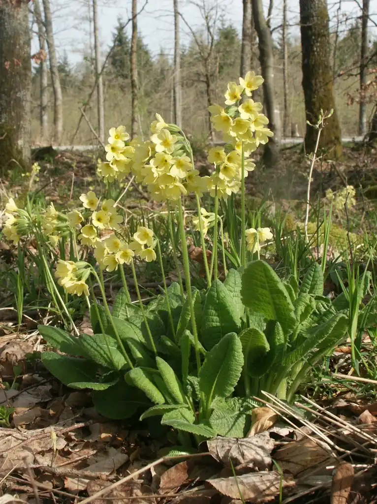 Foto de Primula elatior (Primula elatiors)