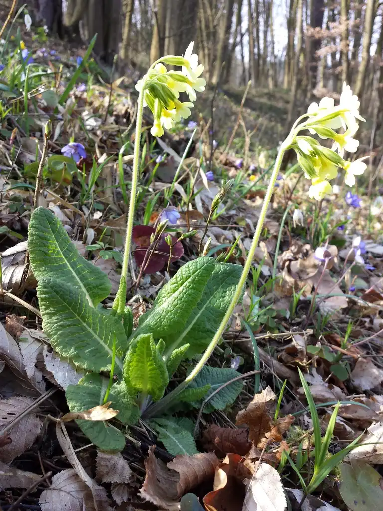 Foto de Primula elatior - Form and leaves:Stefan.lefnaer