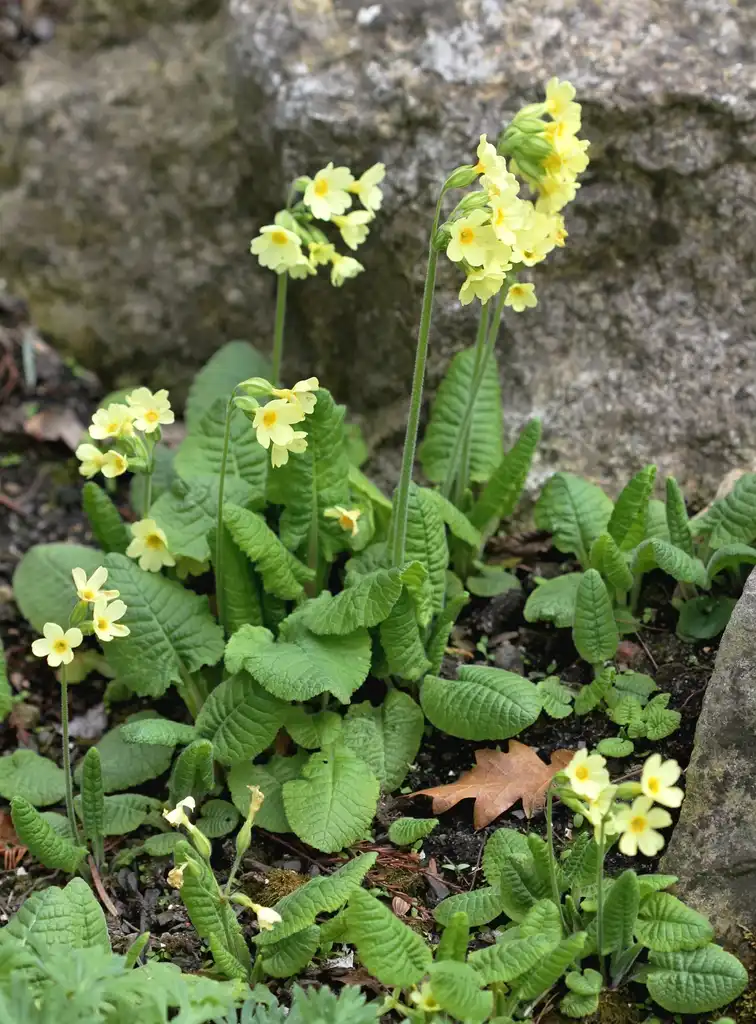 Foto de Primula elatior - Growth habit:Prague Karelj