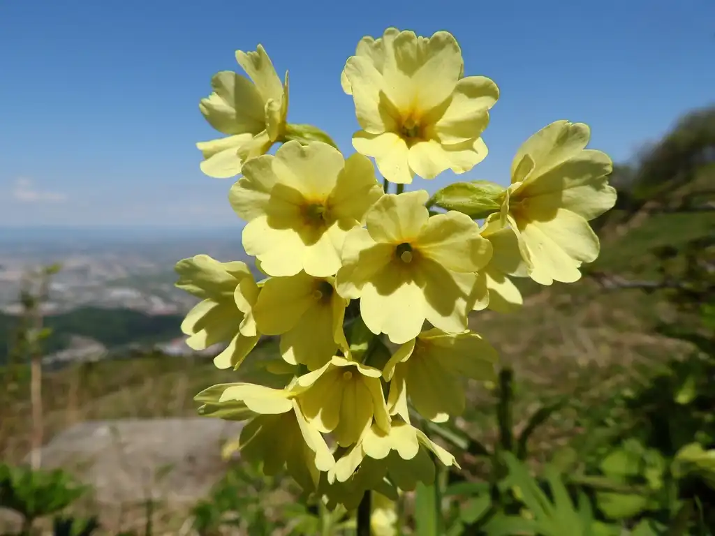 Foto de Primula elatior - Flower petals:xulescu g