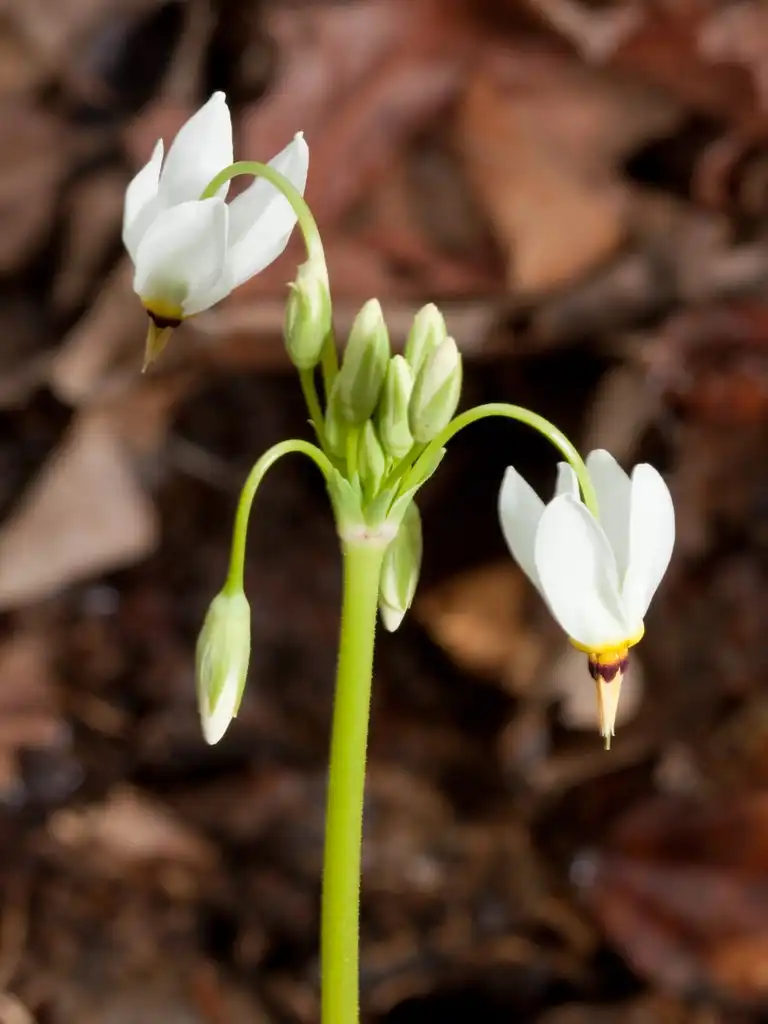Photo of Primula meadia (Primula meadias)