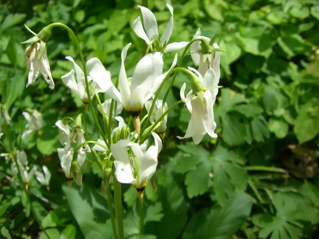 Photo of Primula meadia (Primula meadias)