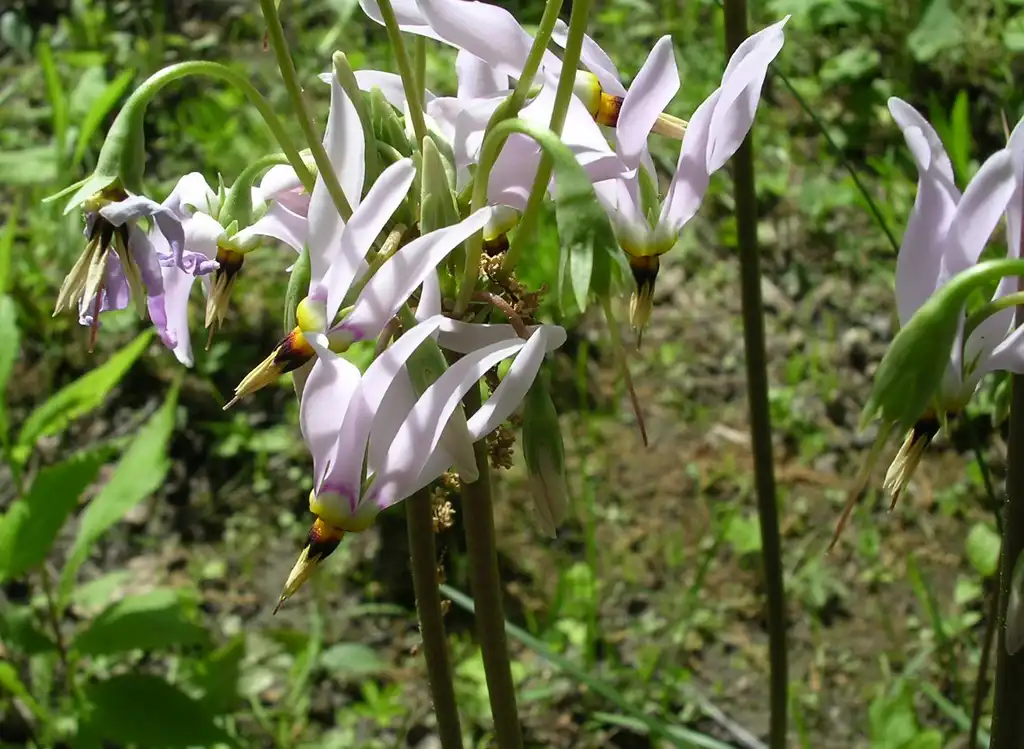 Photo of Primula meadia - leaves and flowers:BillyBoy