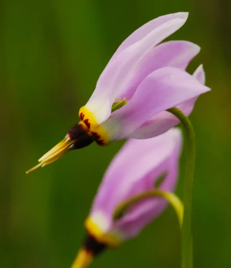 Photo of Primula meadia - flowers:Joshua Mayer