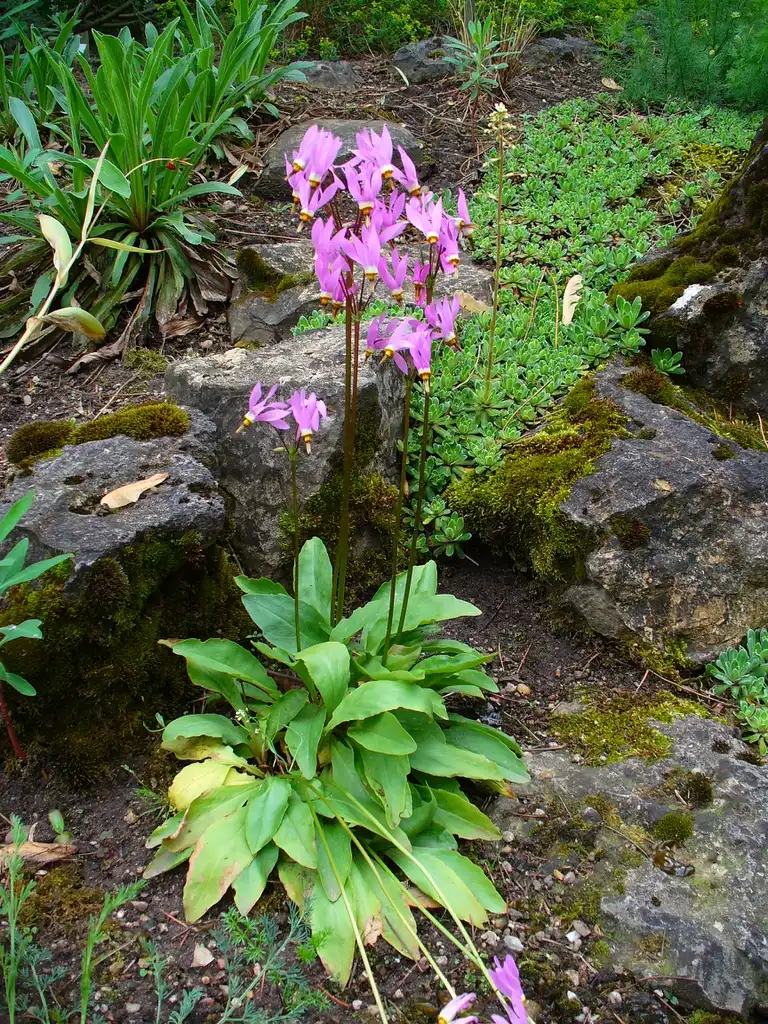 Photo of Primula meadia - leaves and flowers:H. Zell