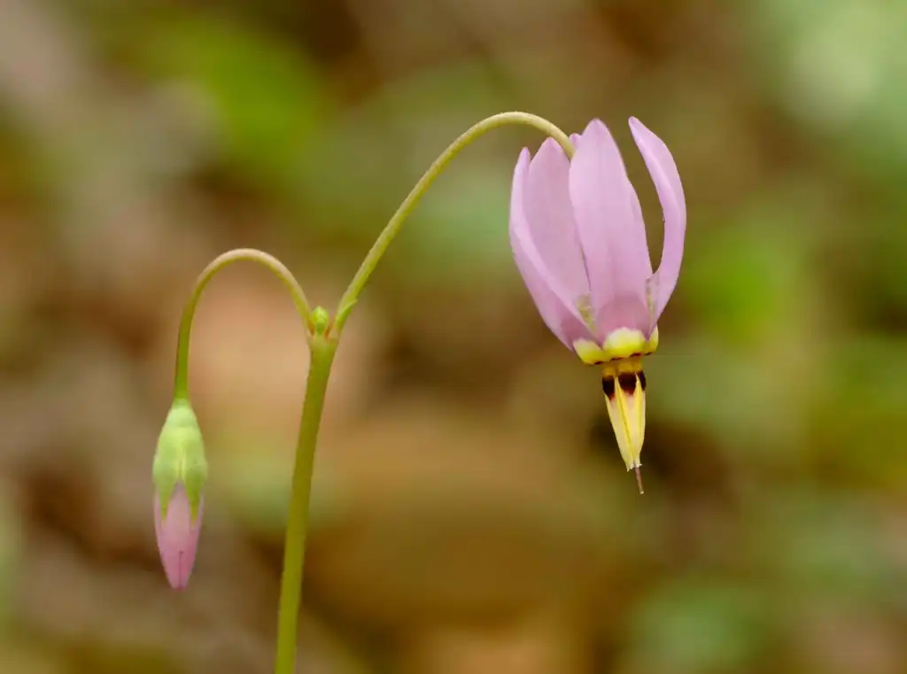Photo of Primula meadia - flowers:Ryan Hagerty