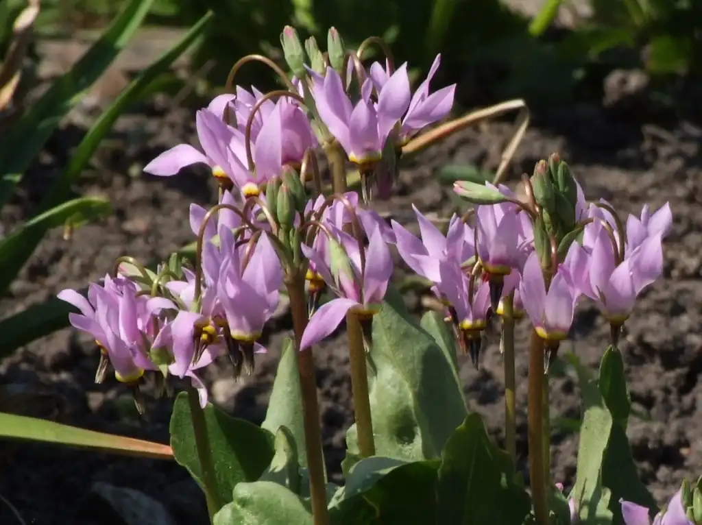Photo of Primula meadia - leaves and flowers:Jerzy Opioła