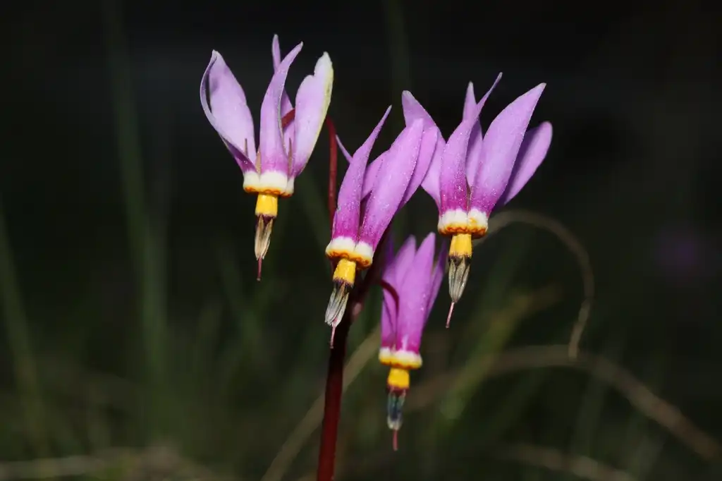 Photo of Primula meadia - leaves and flowers:Walter Siegmund