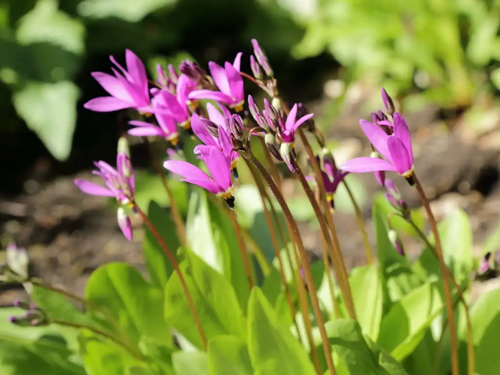 Photo of Primula meadia - leaves and flowers:T Johansson