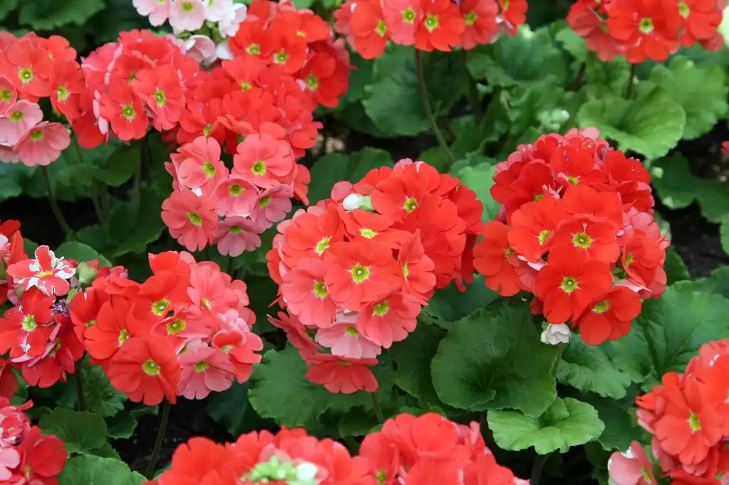 Foto de Primula obconica (Primula obconicas)